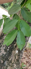 Syzygium aqueum