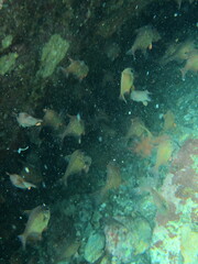 Pempheris adspersa