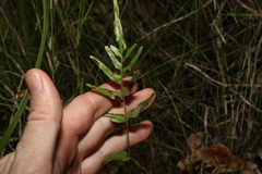 Lindsaea ensifolia
