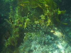 Chironemus marmoratus