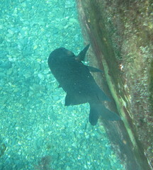 Parma alboscapularis