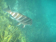 Chirodactylus spectabilis