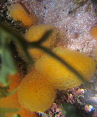 Pseudodistoma novaezelandiae