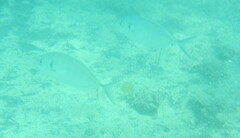 Pseudocaranx georgianus