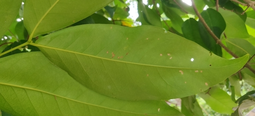 Image of Syzygium aqueum by (c) T R Shankar Raman, some rights reserved (CC BY)