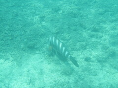 Chirodactylus spectabilis