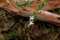 Philotheca queenslandica