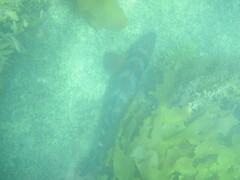 Chirodactylus spectabilis