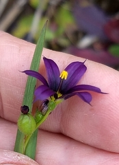 Sisyrinchium idahoense