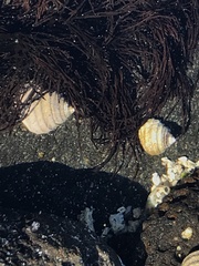 Austrocochlea constricta