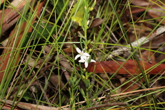 Philotheca queenslandica