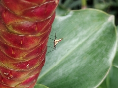 Telostylinus lineolatus