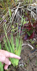 Sisyrinchium idahoense