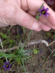 Sisyrinchium idahoense