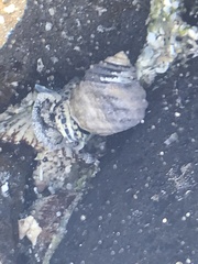 Austrocochlea constricta