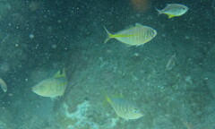 Pseudocaranx georgianus