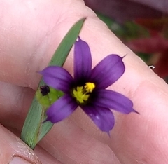 Sisyrinchium idahoense