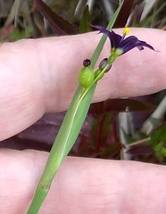 Sisyrinchium idahoense