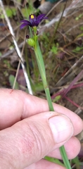 Sisyrinchium idahoense
