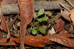 Sphaeromorphaea australis