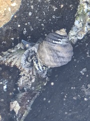 Austrocochlea constricta