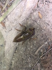 Amphipsalta zelandica