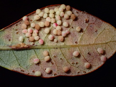 Neuroterus saltatorius texanus