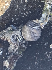 Austrocochlea constricta