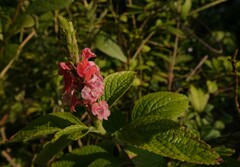 Stachytarpheta mutabilis