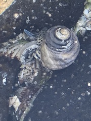 Austrocochlea constricta