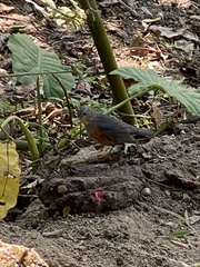 Turdus hortulorum