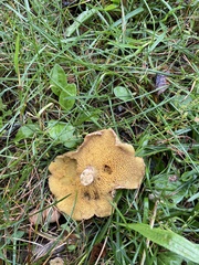 Suillus bovinus
