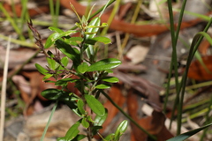 Pultenaea myrtoides