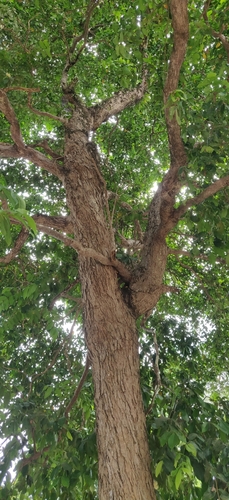 Image of Syzygium aqueum by (c) T R Shankar Raman, some rights reserved (CC BY)