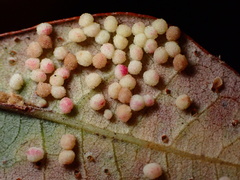 Neuroterus saltatorius texanus