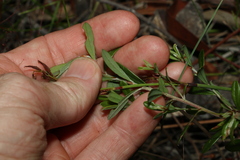 Pultenaea myrtoides