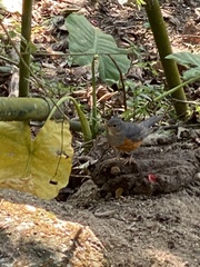 Turdus hortulorum