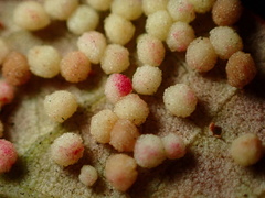 Neuroterus saltatorius texanus