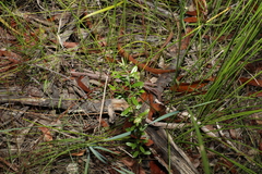 Pultenaea myrtoides