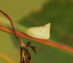 Siphanta acuta