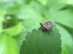 Alcimocoris japonensis