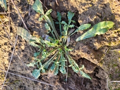 Reseda lutea