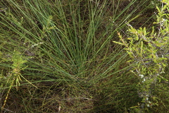 Xanthorrhoea fulva