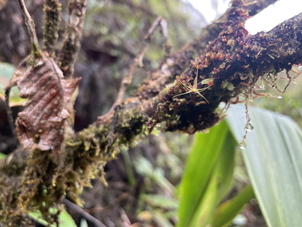 Lepanthes filamentosa