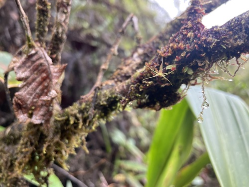 Lepanthes filamentosa
