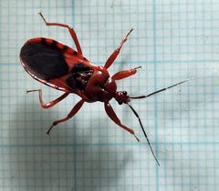 Haematoloecha nigrorufa