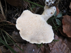 Hydnum albidum