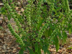 Ocimum basilicum