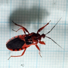 Haematoloecha nigrorufa