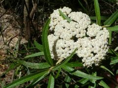 Ozothamnus argophyllus